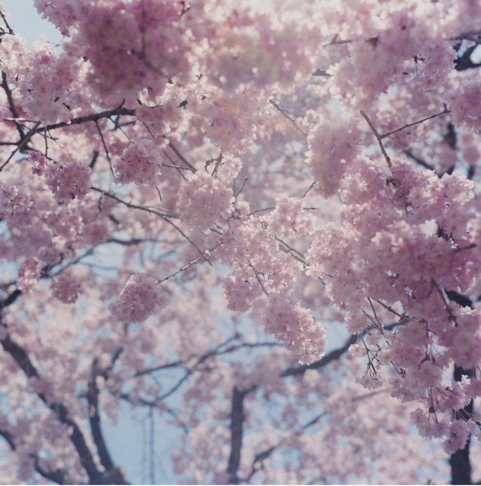 Cherry blossoms from Illuminance — beautiful, but any cherry blossom canopy could replace this one. The category is the subject.