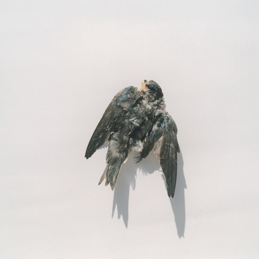 A dead bird on white ground — wings spread, shadow cast. What remains.