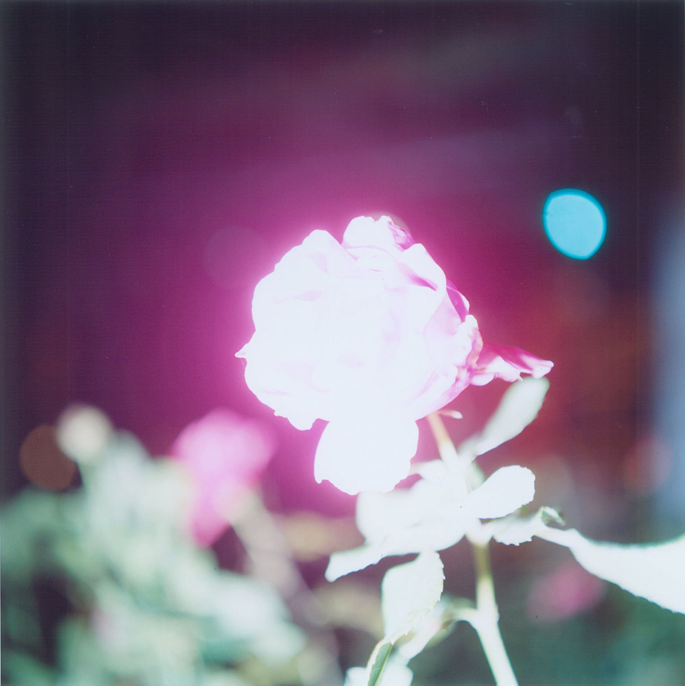 A flash-lit rose, overexposed to near-dissolution — luminous, fragile, unrepeatable.