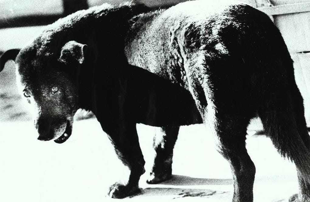 A stray dog on a Japanese street, fur texture indistinguishable from photographic grain.