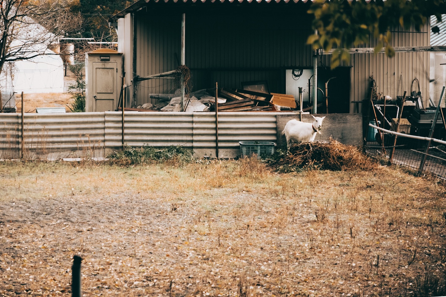 A white goat in a cluttered yard in Shimizu — the image that started the project.